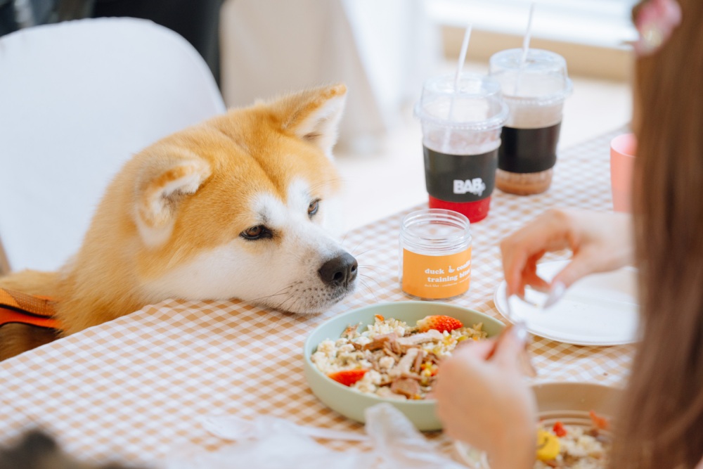 PET PARQ PLAY DAY, เดอะ ปาร์ค, ฉลองวันสตรีสากล, สัตว์เลี้ยงแสนรัก, บ้านและสวน PETS, Prep Food 101 by Storge, เดอะ ปาร์ค ไลฟ์, พื้นที่ที่เชื่อมโยงธรรมชาติ